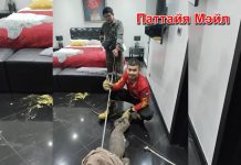 Крупный варан забрался в спальню дома в Джомтьене — пожарные безопасно поймали рептилию