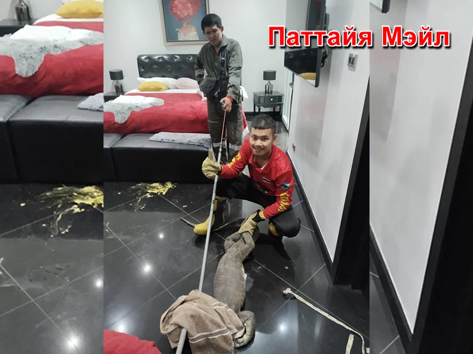 Крупный варан забрался в спальню дома в Джомтьене — пожарные безопасно поймали рептилию
