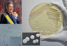 Thailand’s biodiversity grows with discovery of ‘Princess Yeast’