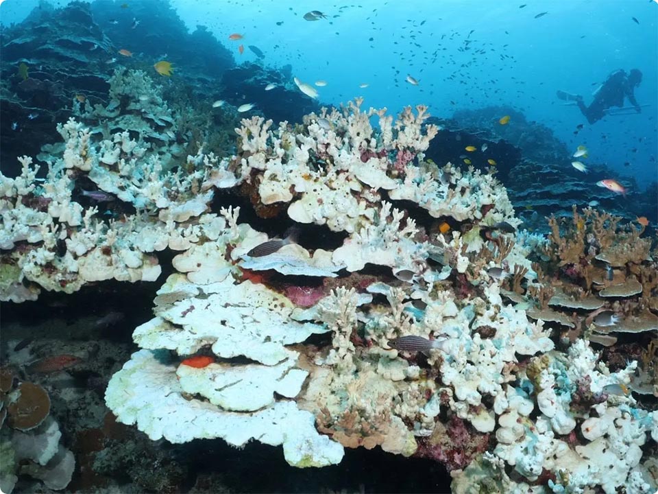 Coral bleaching spreads across Mu Ko Surin National Park as sea temperatures rise