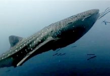 Whale sharks delight divers at two dive sites around Koh Tao in rare dual sighting