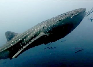 Whale sharks delight divers at two dive sites around Koh Tao in rare dual sighting
