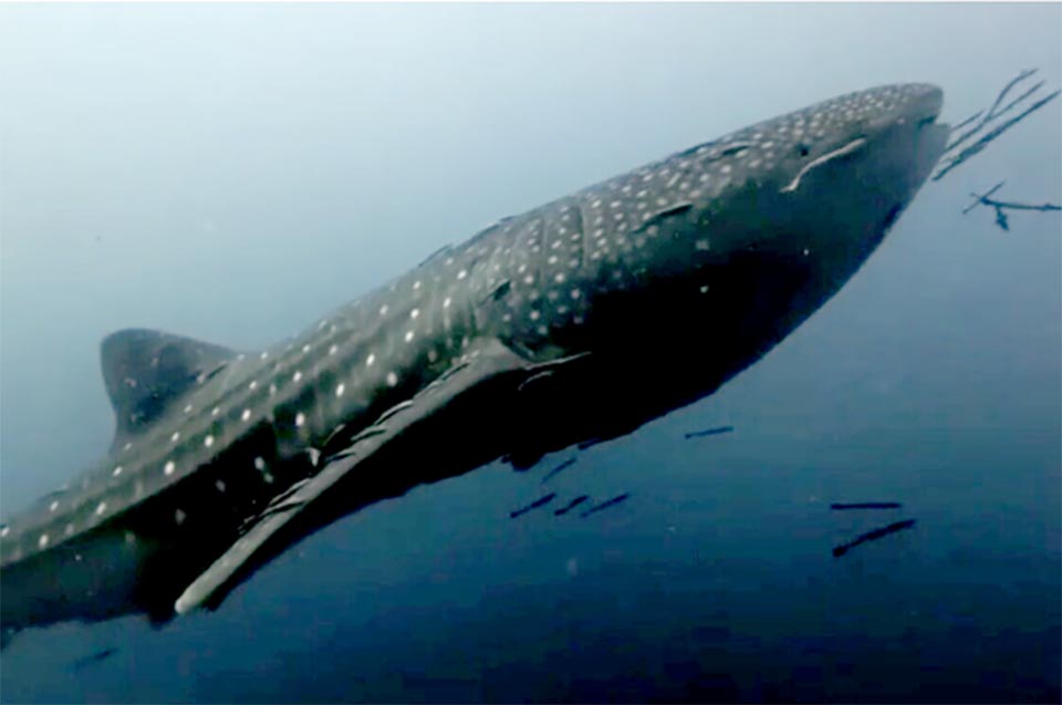 Whale sharks delight divers at two dive sites around Koh Tao in rare dual sighting