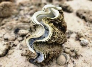 Rare low tide reveals hidden coral gardens at Thailand’s Koh Talu