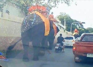 Ayutthaya elephants stop at red light win hearts online with traffic discipline