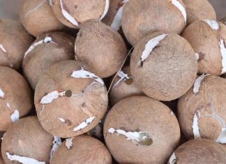 Thailand launches coconut rescue push after farmers struggle to sell harvest