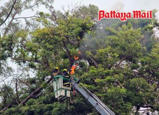 Bee swarm injures 17 in Pattaya, elderly vendor seriously hurt