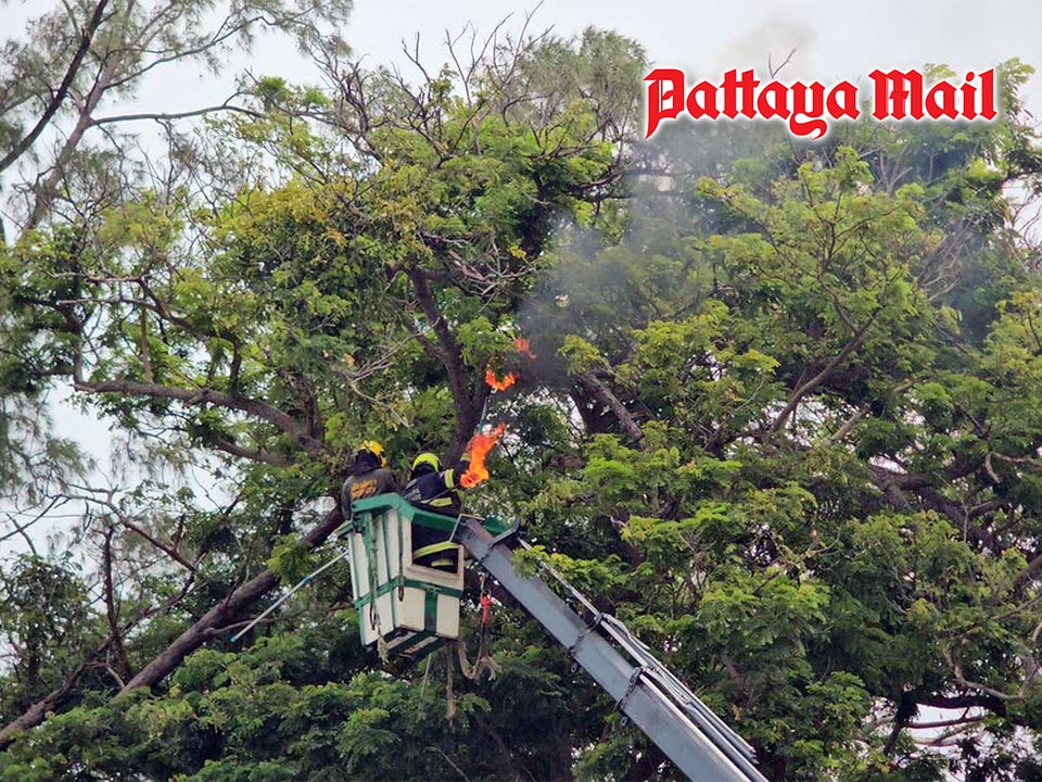 Bee swarm injures 17 in Pattaya, elderly vendor seriously hurt