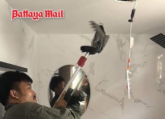 Pigeon couple reunited after Jomtien home ceiling rescue