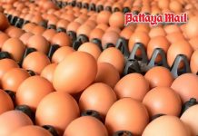 Egg prices hit 15-year high in Thailand, with tray of No. 0 eggs reaching 160 baht