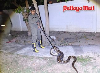 Full-bellied 4-metre snake gives Jomtien residents a late-night shock