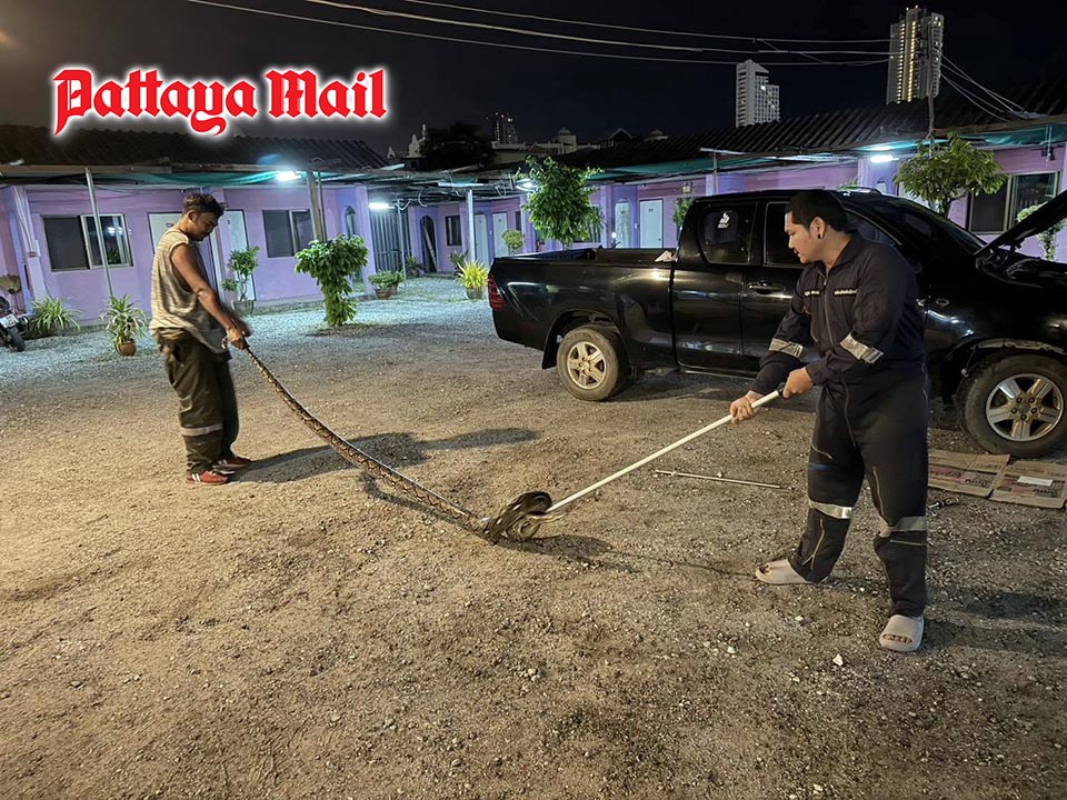 Pattaya pickup gets unwanted four-meter snake as passenger