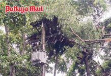Strong winds send large tree crashing onto high-voltage transformer in Sri Racha