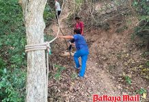 Pattaya hill injured dog rescued after public plea for help