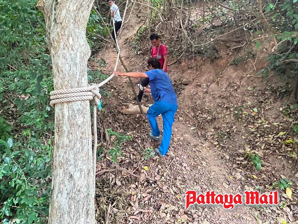 Pattaya hill injured dog rescued after public plea for help