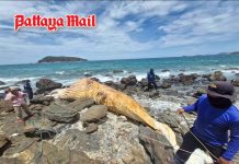 Sattahip examines 10-meter Bryde’s whale carcass found near Samae San Island