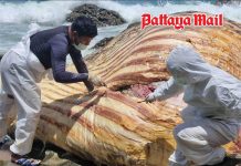 Sattahip examines 10-meter Bryde’s whale carcass found near Samae San Island