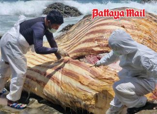 Sattahip examines 10-meter Bryde’s whale carcass found near Samae San Island