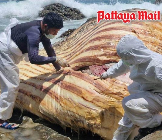 Sattahip examines 10-meter Bryde’s whale carcass found near Samae San Island