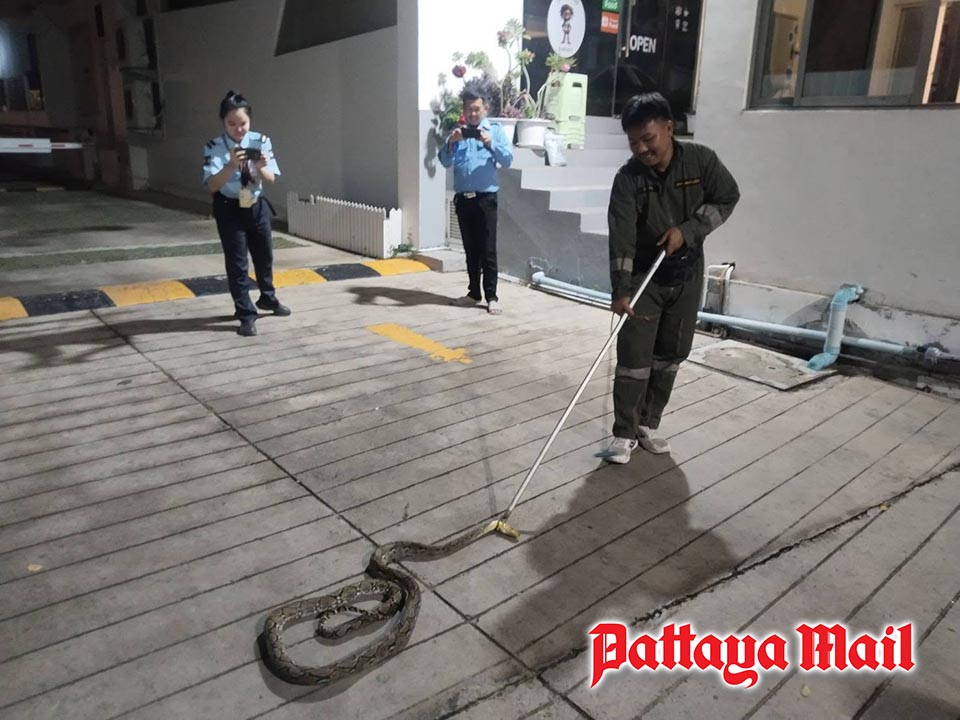 Giant python found hiding under concrete at Jomtien condo