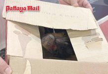Pattaya motorbike taxi driver seeks police help for rescued fruit bat
