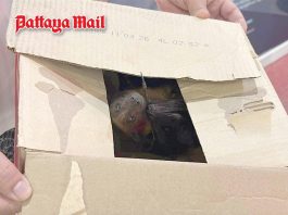 Pattaya motorbike taxi driver seeks police help for rescued fruit bat