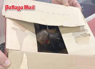 Pattaya motorbike taxi driver seeks police help for rescued fruit bat