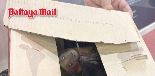 Pattaya motorbike taxi driver seeks police help for rescued fruit bat