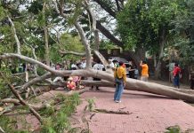 Tree crushes Spanish family at Ayutthaya temple, leaving tourist seriously injured