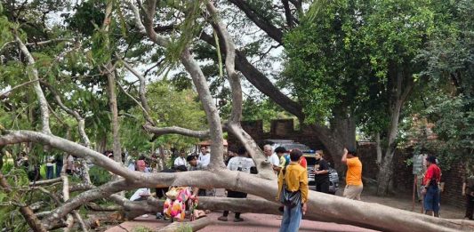 Four Spanish tourists injured by collapsing tree at historic Ayutthaya temple