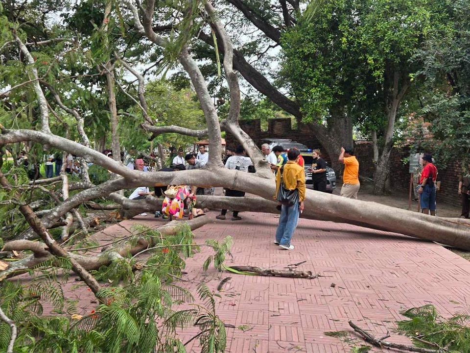 Tree crushes Spanish family at Ayutthaya temple, leaving tourist seriously injured
