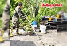 Unwanted garden guest! Pattaya firefighters safely capture young 2-meter python