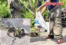 Unwanted garden guest! Pattaya firefighters safely capture young 2-meter python