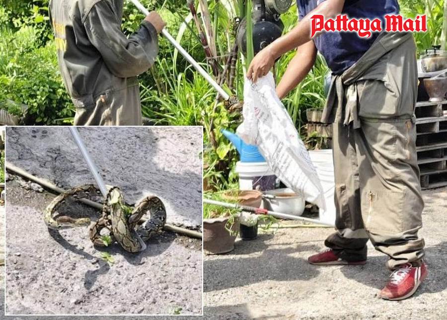 Unwanted garden guest! Pattaya firefighters safely capture young 2-meter python