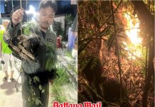 Pattaya firefighters torch dangerous wasp nest at Jomtien house