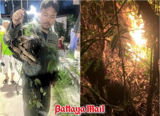 Pattaya firefighters torch dangerous wasp nest at Jomtien house