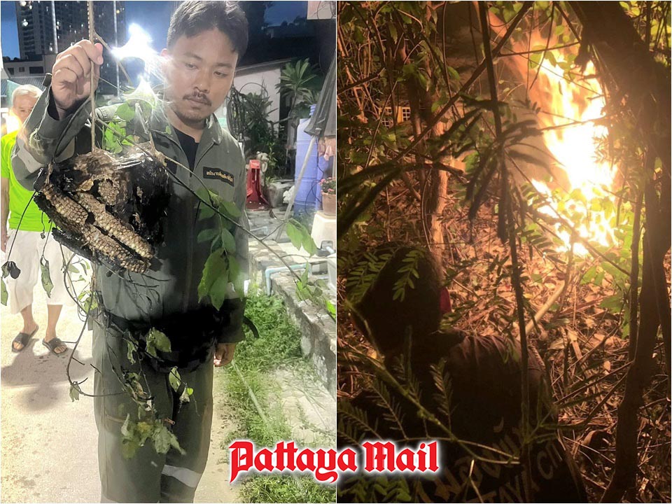Pattaya firefighters torch dangerous wasp nest at Jomtien house