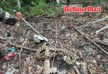 4-metre python blends into Pattaya car wash backyard before sudden discovery