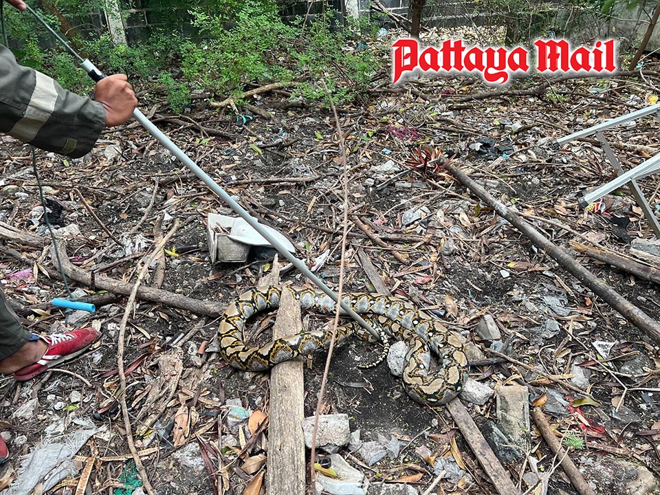 4-metre python blends into Pattaya car wash backyard before sudden discovery