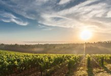 Wine World: Country Roads