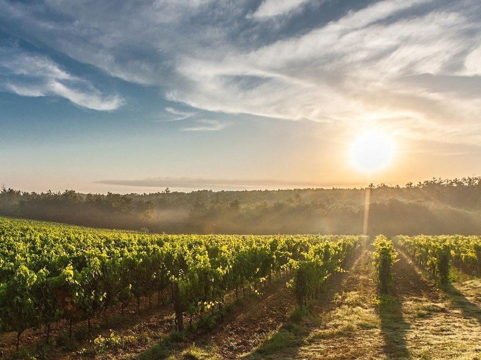 Wine World: Country Roads