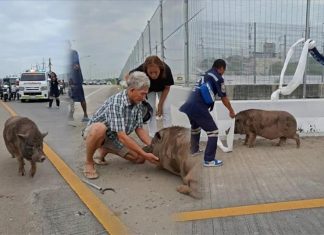 100-kilo wild boar captured on busy Pathum Thani overpass