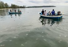 Colorful jellyfish transform Trat bay into a new tourist attraction