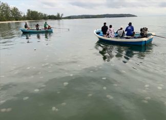 Colorful jellyfish transform Trat bay into a new tourist attraction