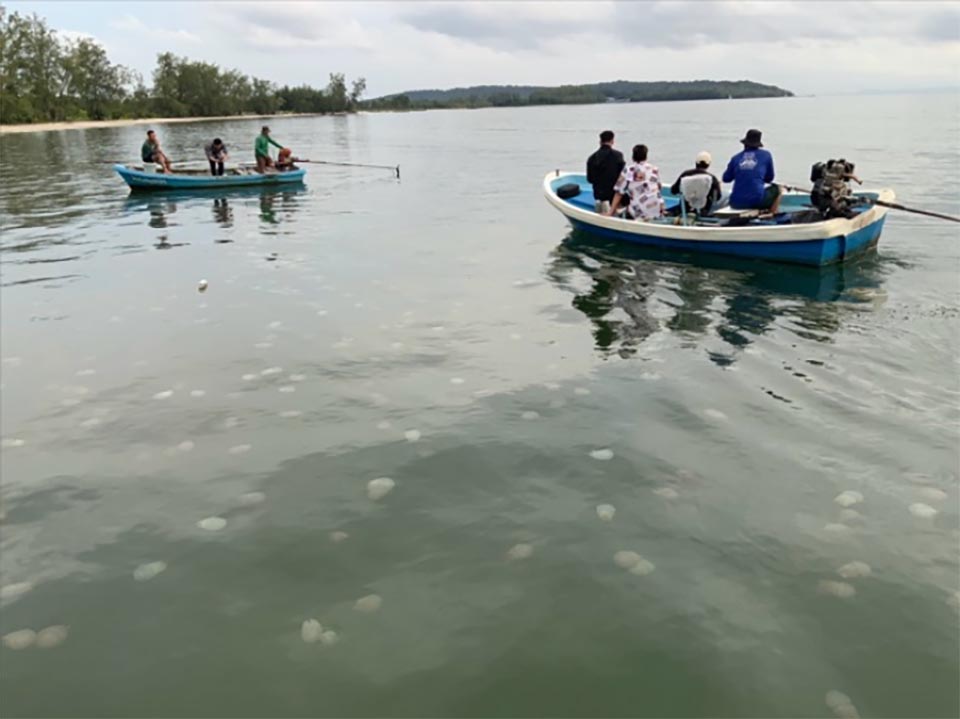 Colorful jellyfish transform Trat bay into a new tourist attraction