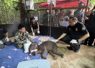 Rescued elephant calf receives minister’s attention amid wildlife rescue effort