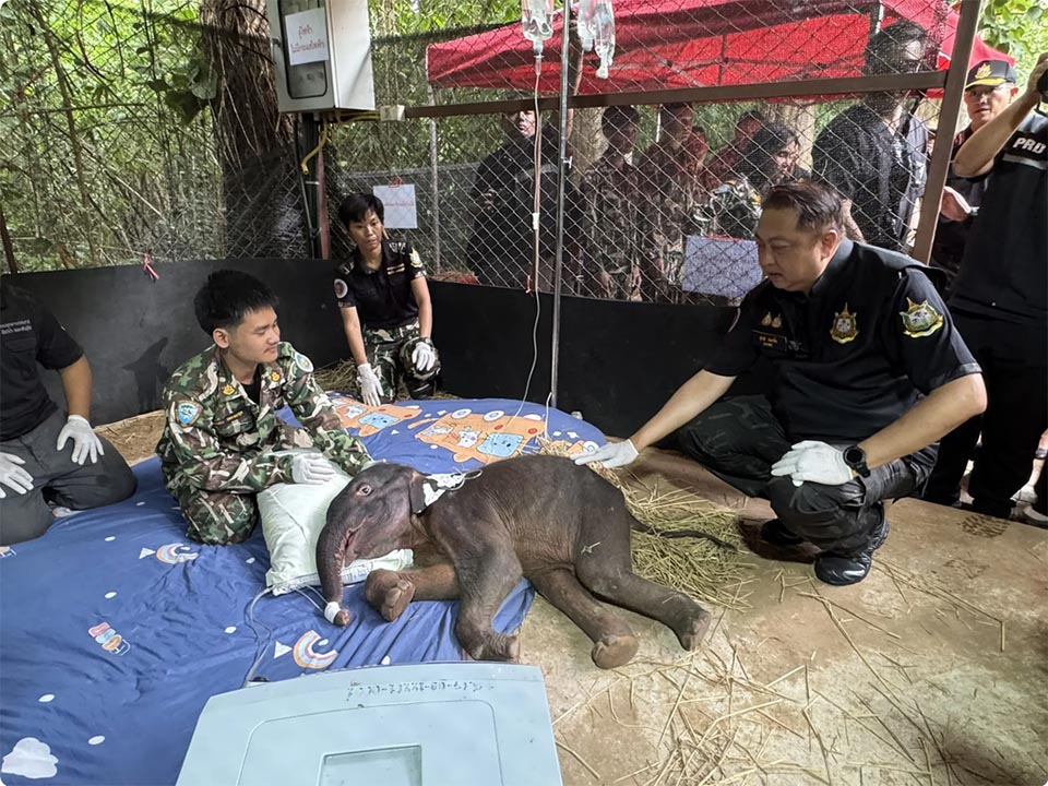 Rescued elephant calf receives minister’s attention amid wildlife rescue effort