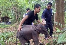 Race against time to save baby elephant found alone in Kanchanaburi wilderness