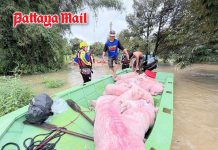 Rayong flooding forces rescue of residents and thousands of pigs