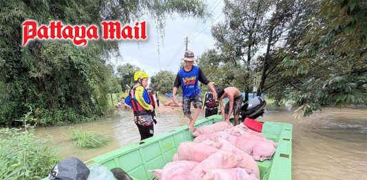 Rayong flooding forces rescue of residents and thousands of pigs